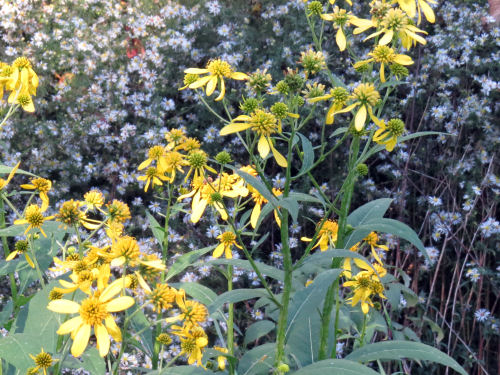 wingstem