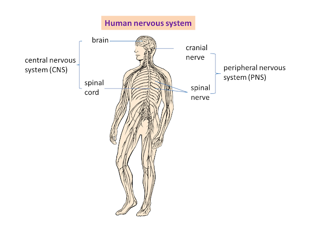 2.2 Human Nervous System - SPM Science