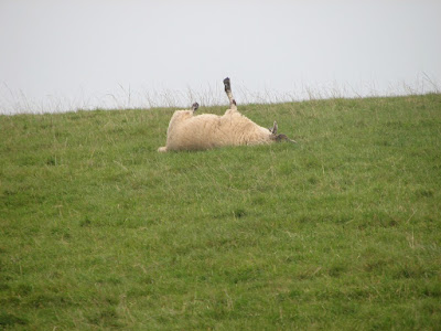 Sheep-rolling-around-itchy-back