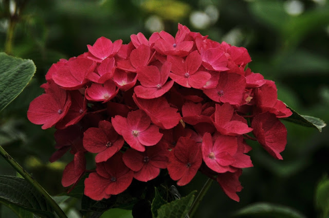 Robin Hydrangea Hydrangea Sun Valley Floral Farms