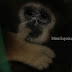 Dia bagaikan Anak Bagi Kami (Siamang)
