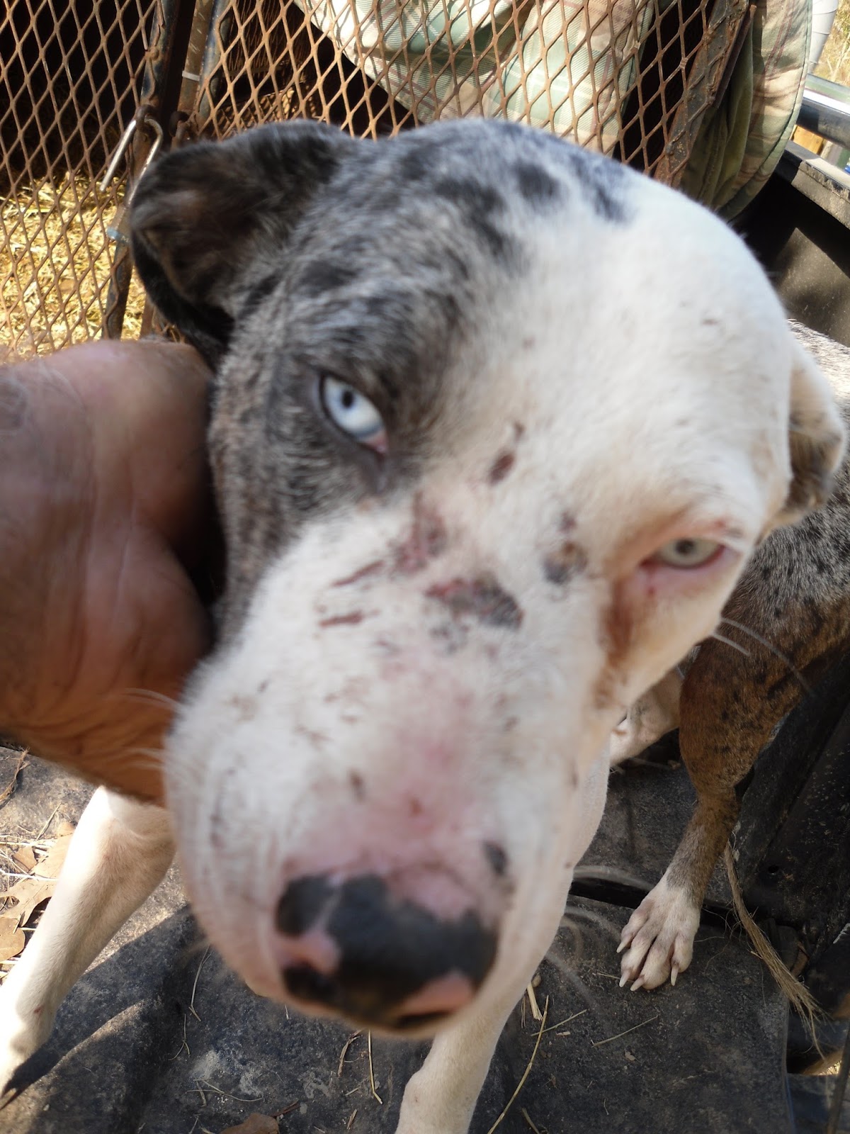 Blood Trail Dogs Blood Tracking Dogs for Sale or for Hire