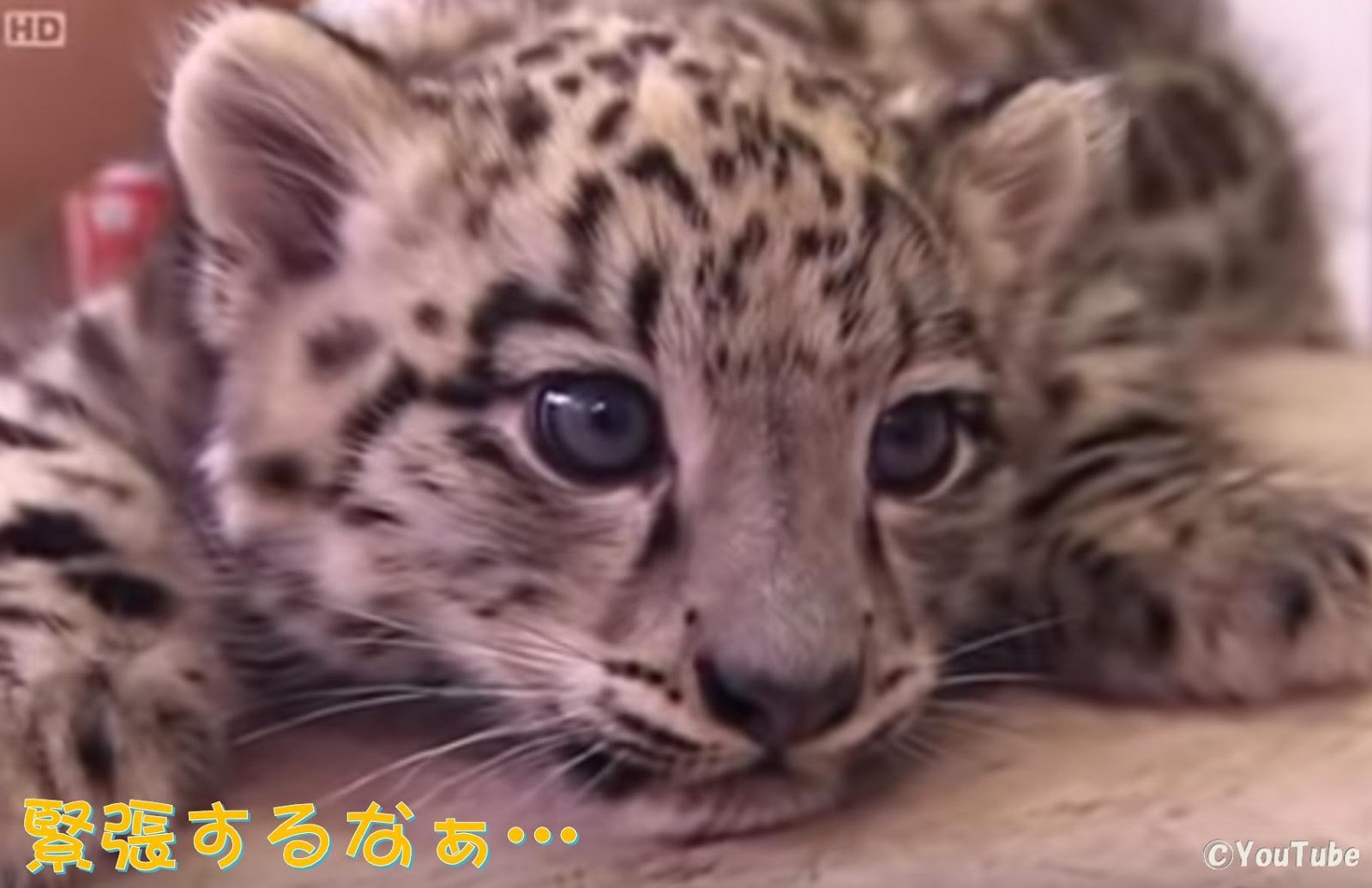 とにかく可愛い クロヒョウの赤ちゃんに会いに行くユキヒョウの子供 プレデターtv 肉食獣動画