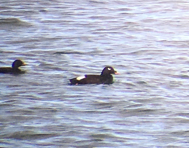 White-winged Scoter - Murcar, Aberdeen