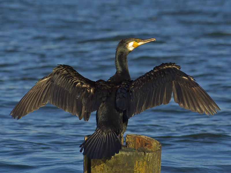 Great Cormorant