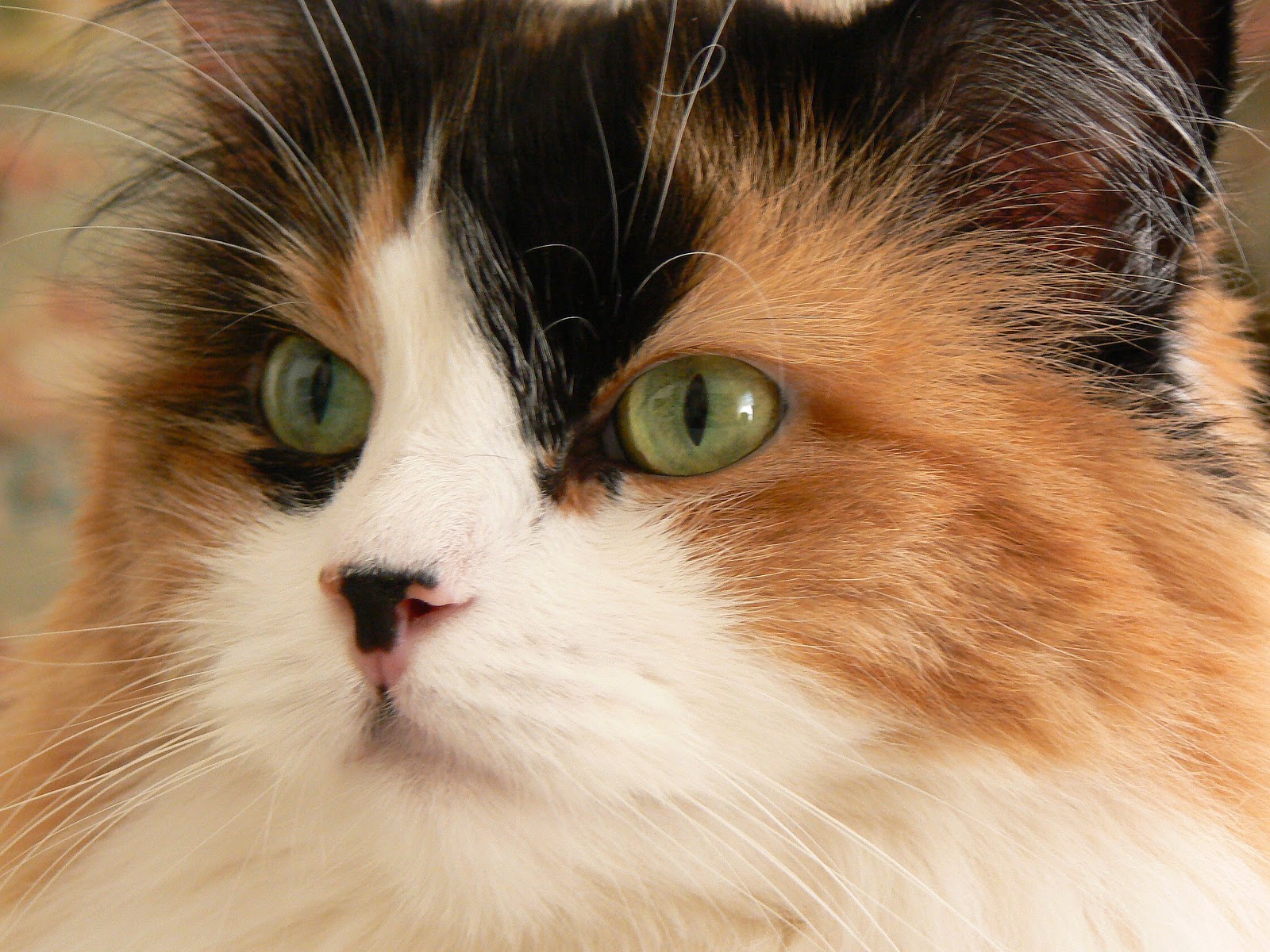 ~Cookiecat Green Eyes~ by ~Sage~ from flickr (CC-NC-ND)