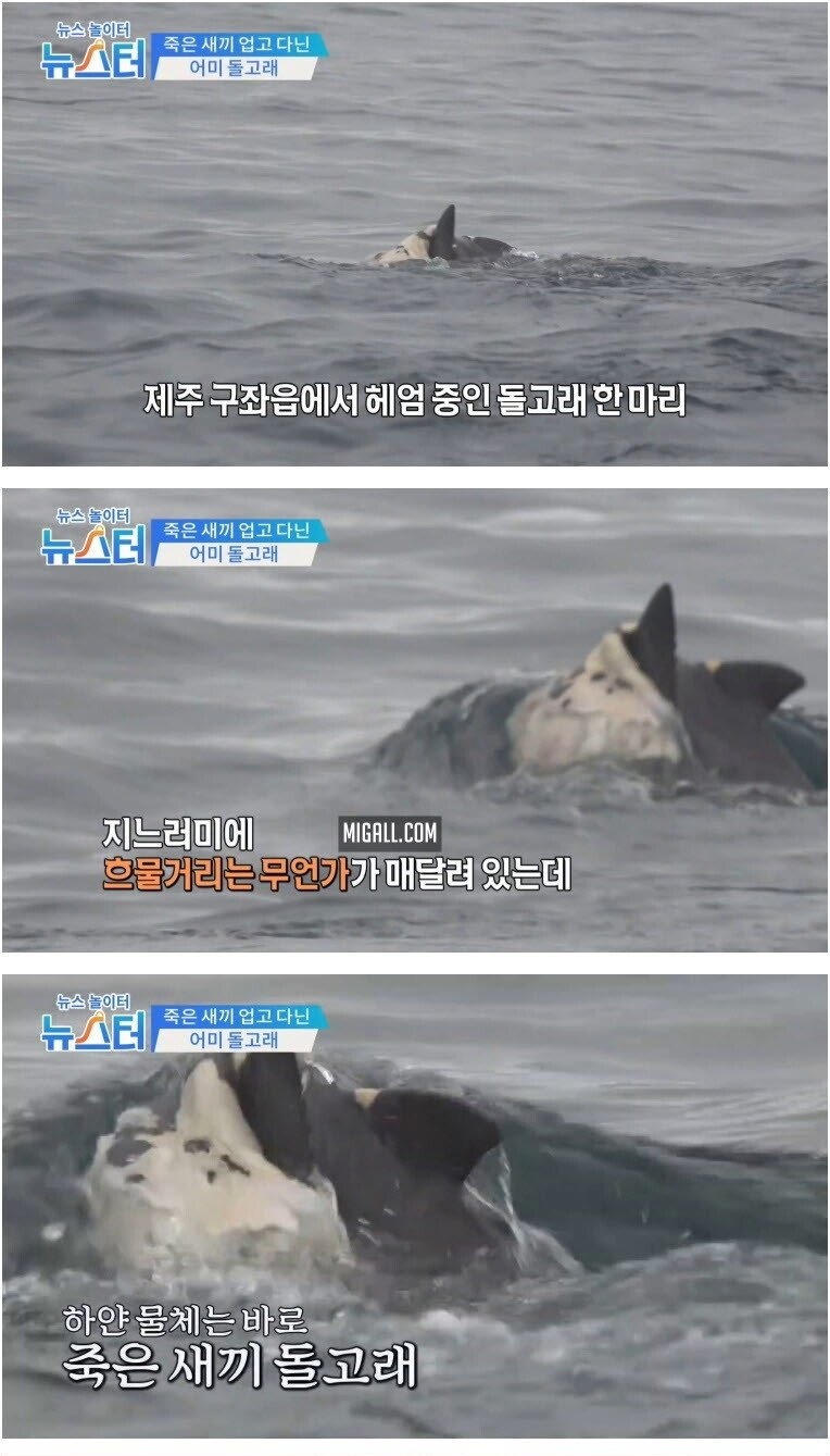 죽은 새끼를 2주 넘게 업고 다닌 어미 돌고래