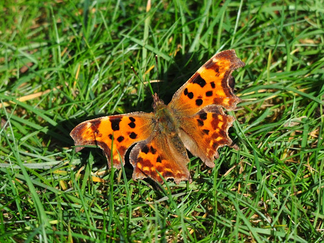 Comma 14/03/17, © P J Alker