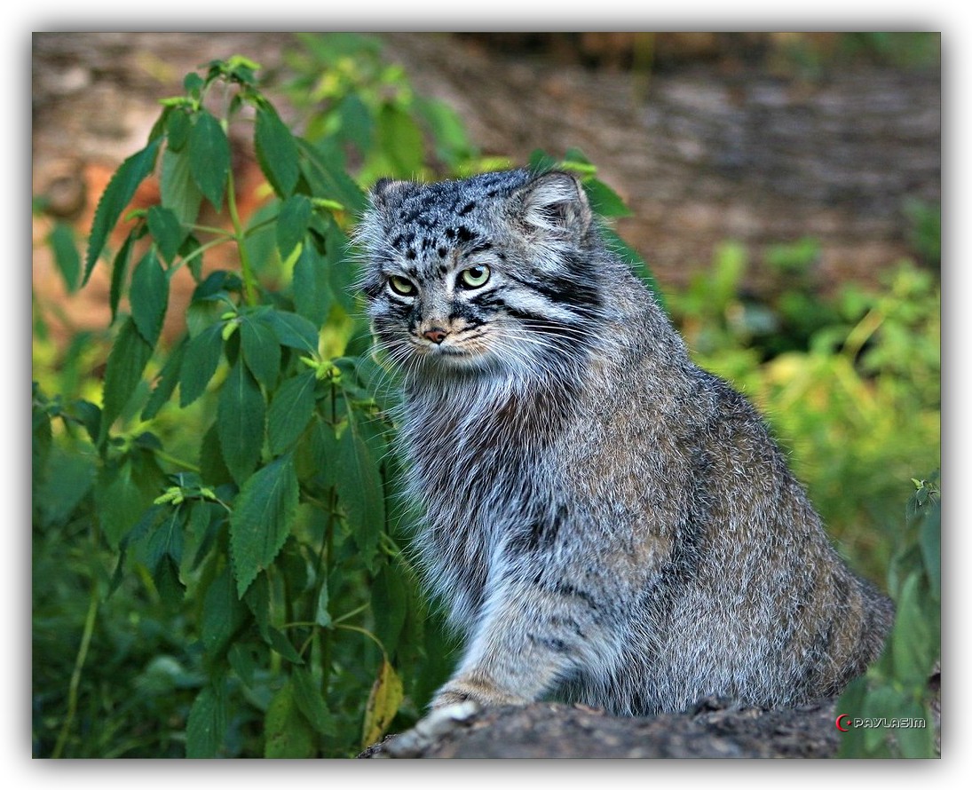 Хк манул чита. Манул (палласов кот). Дикий Лесной кот Манул. Сибирский Манул. Манул Забайкальский дикий кот.