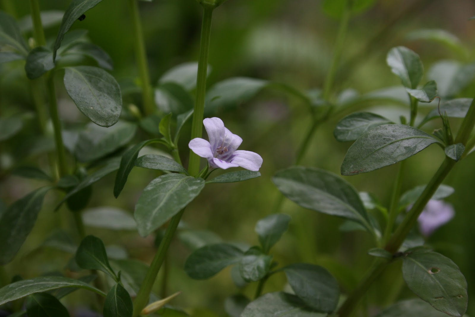 Native Florida Wildflowers Swamp Twinflower Dyschoriste humistrata