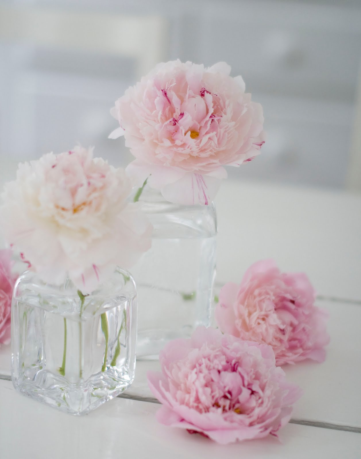 In the Country: pink peonies