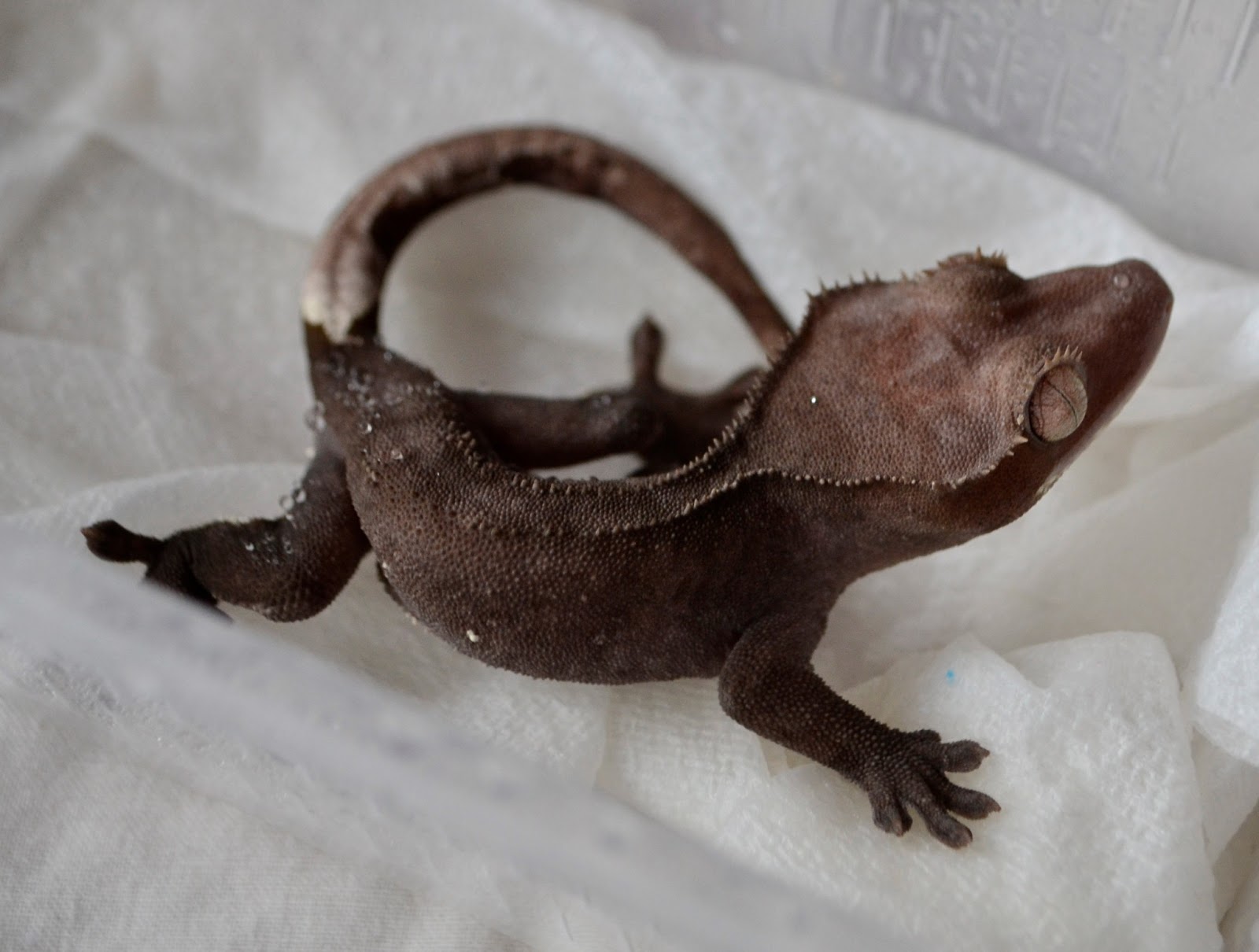 Crested Geckos Blog: Fired up and down crested geckos