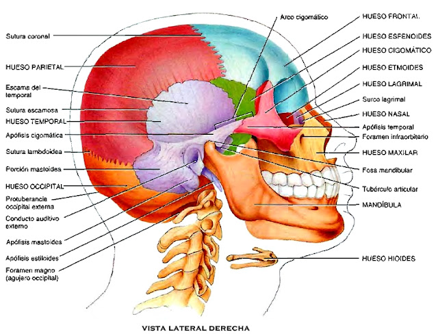 Huesos del cráneo plano transversal anatomía Huesos cráneo plano transversal anatomía