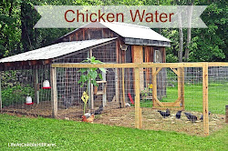 chicken water farm keeping coop chickens houses cobble hill raising backyard layout bloglovin meat portable