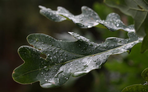 White oak rounded leaves low susceptibility to Bretziella fagacearum