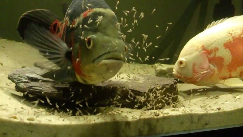 Cara Budidaya Ikan Oscar Agar Berhasil Gambar Cara Budidaya Ikan Oscar Agar Berhasil - Induk Oscar Merawat Burayaknya