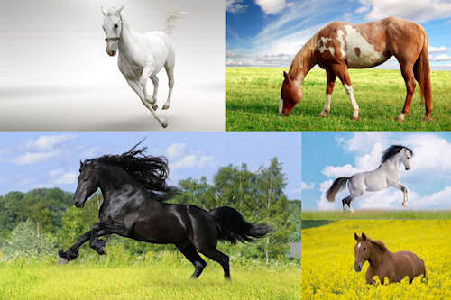 Fotografías de caballos VI (Equinos de Pura Sangre)