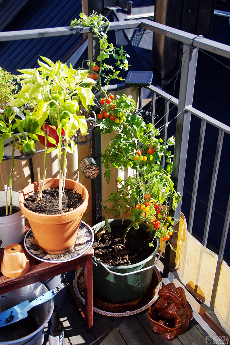 My September balcony, photo by Alicia Sivertsson. aliciasivert alicia sivertsson sivert odla grönsaker på balkong paprika tomat tomater potatis inreda inredning ljung ljuslykta ljusslinga armeringsjärn spaljé balcony grow home grown poatoes sweet peppers tomatoe tomatoes heather