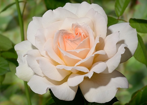 Chandos Beauty rose сорт розы фото  