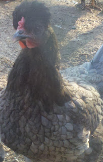 Blue Silkie, Boer nanny goat, mammoth donkey, tufted duck, video of rooster crowing, country living, backyard chickens, melody extreme cheapskate, 