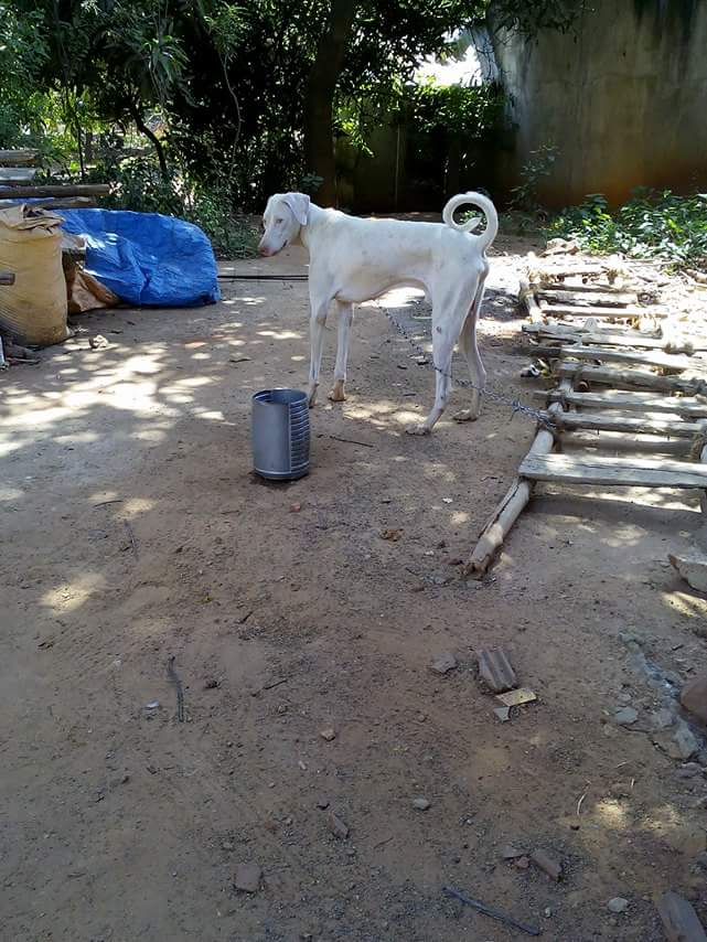 Ganesh Farms nagercoil (kanyakumari dist) Rajapalayam dog available
