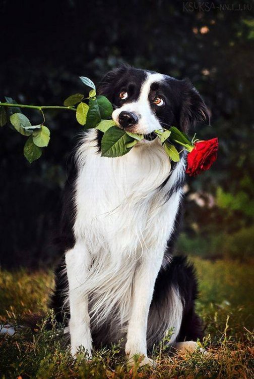 Dog with rose funny pictures site
