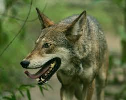 Australian wolf species name list