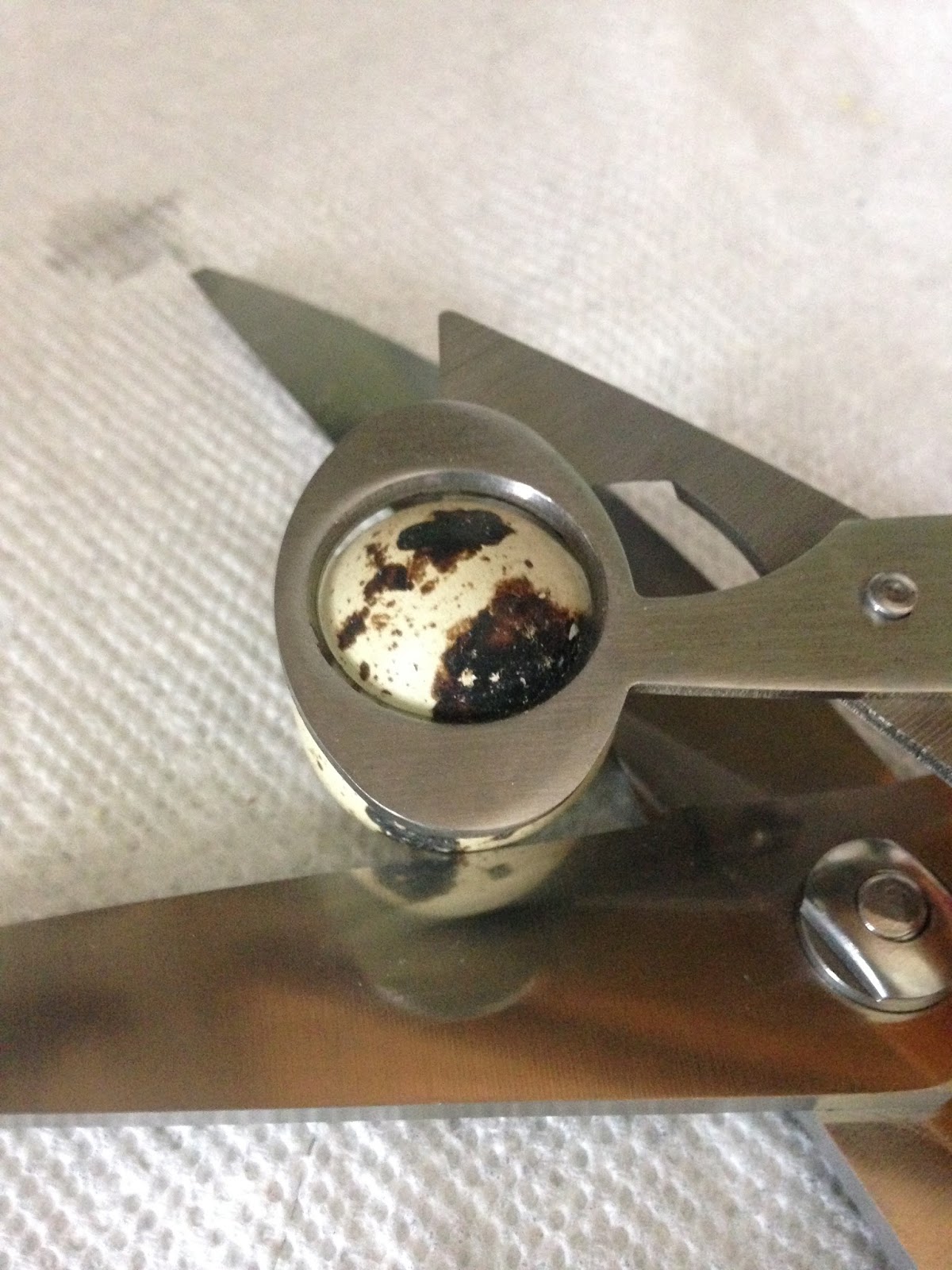 Midnight Acres Farm How to Crack a Quail Egg