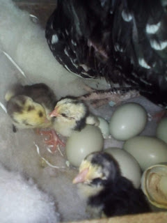 Ayam Birma Asli Bertelur Biru ( Hijau ) ? | Lagi Trending