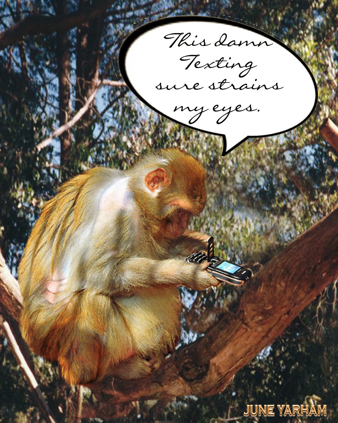 Junibear's Jottings: Intelligent Animals..