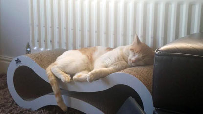 A happy ending for FIV cat Edmund Edmund enjoying his scratching post
