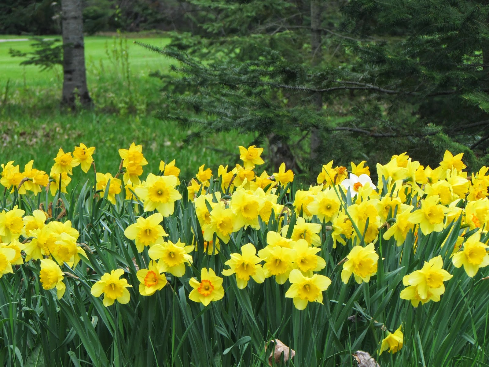 "Not All Those Who Wander Are Lost" Spring Flowers at Thunder Bay