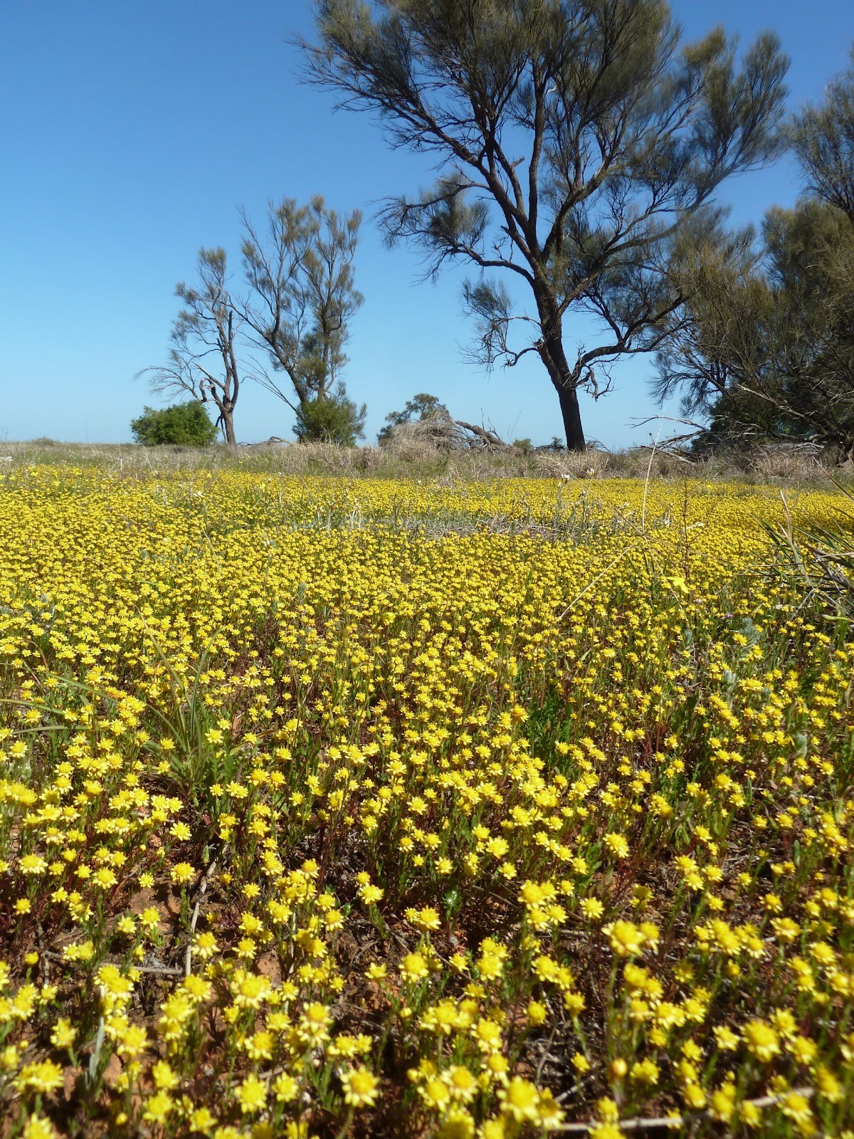 Plant Ecology Blog Wandering the Plains