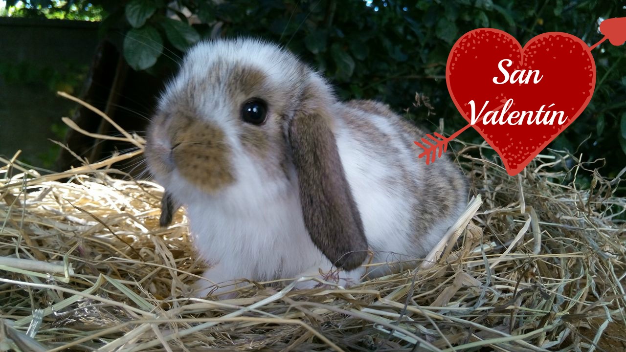 Criadero Conejos Valdivia Conejitos a la venta