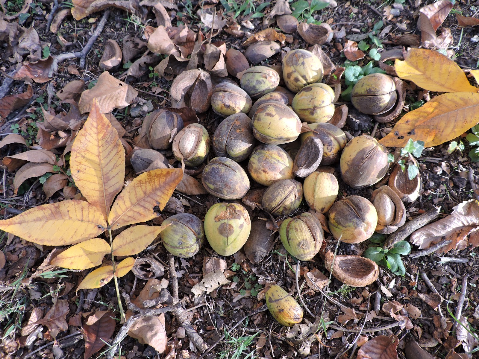 Capital Naturalist by Alonso Abugattas Shellbark Hickory