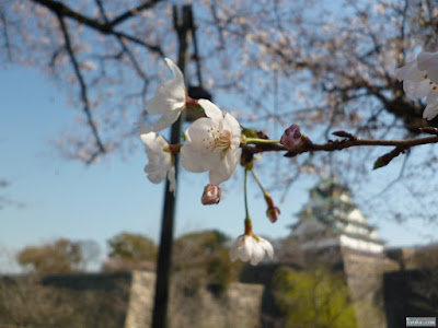 桜 桜
