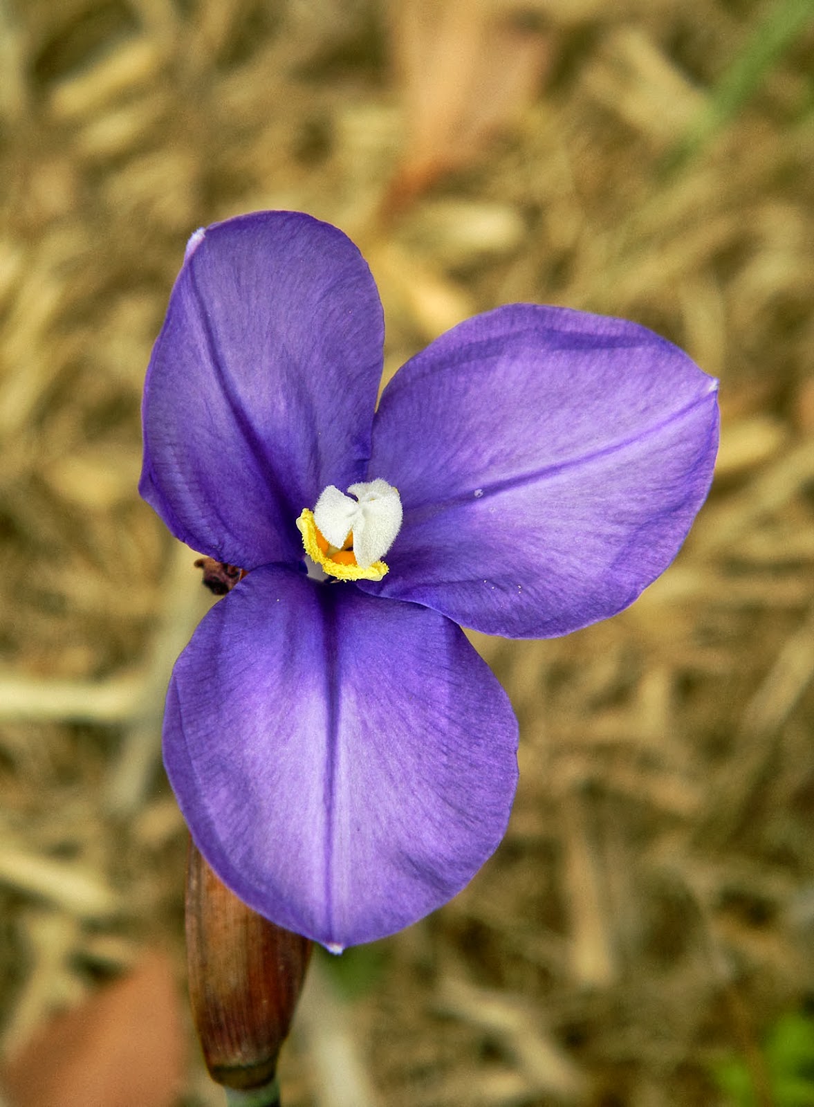 Flower of the day by Frances Flower of the Day Bush Iris (Patersonia)
