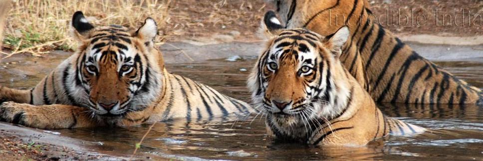India Wildlife Tours Blog, Tiger Safari Tour Blog, Indian Wildlife Parks, Wildlife Blogs