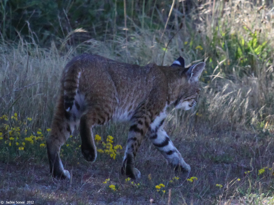 The Natural History of Bodega Head Spots and stripes forever