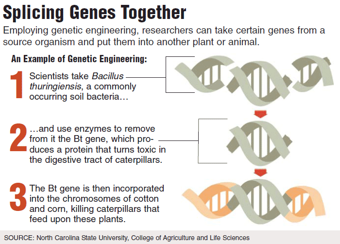 Shokai Blog What Is Gene Splicing? 