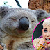katy perry fa incazzare i koala: è guerra con gli attivisti australiani