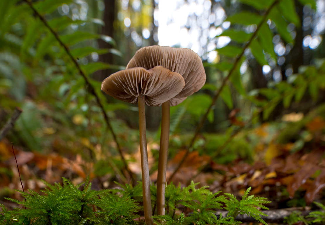 Pacific Northwest Mushroom Guide