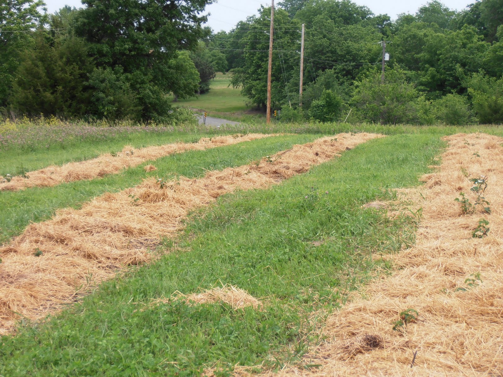 The Life of Berry Farmin' Let the mulching begin Blackberry Plants