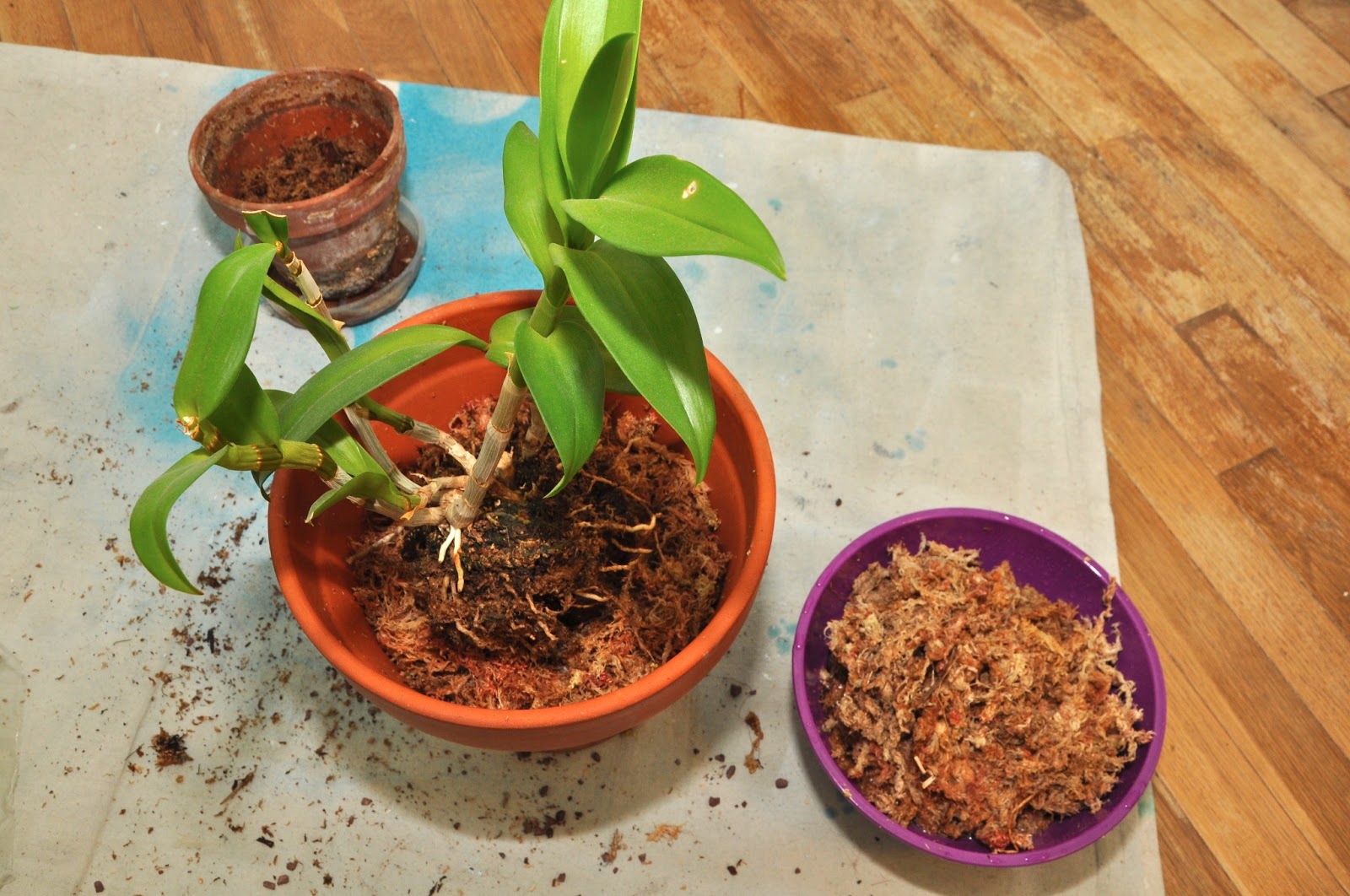 365 Days of DIY Transplanting an Orchid