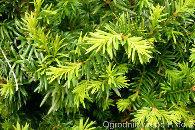 Cis Taxus