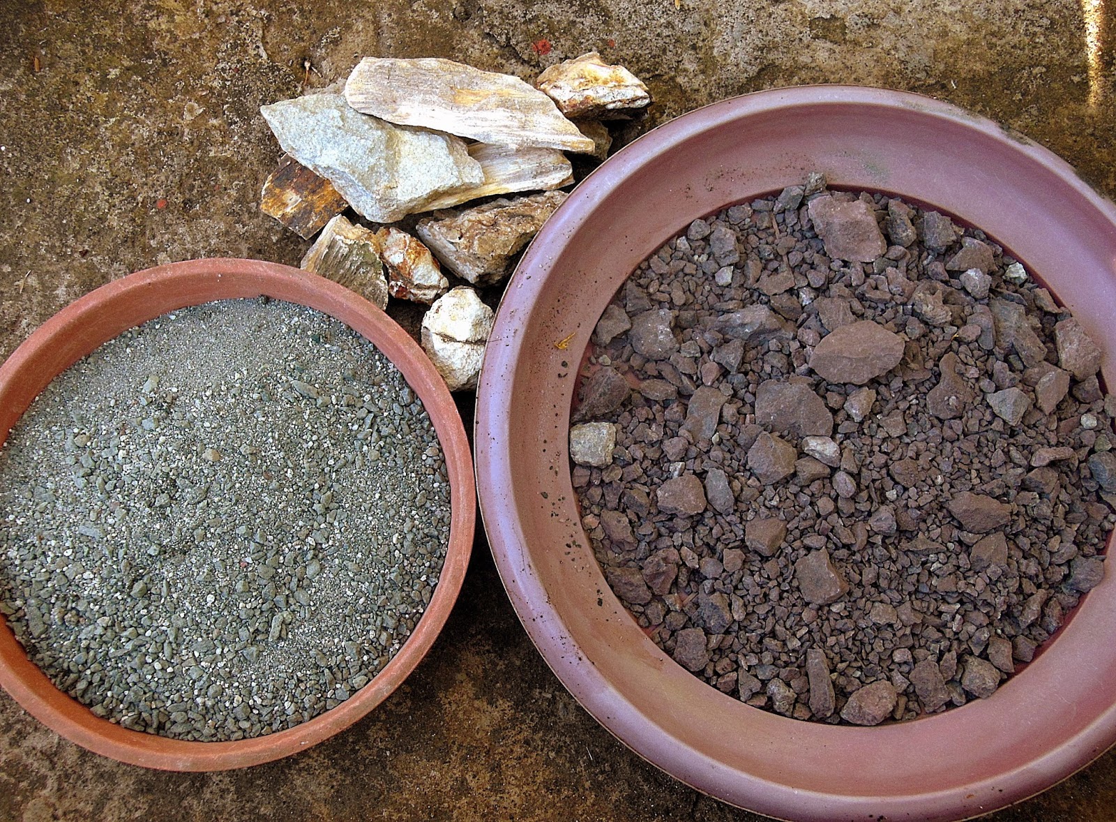 A stepbystep guide on potting cacti on mineral soils, P.1