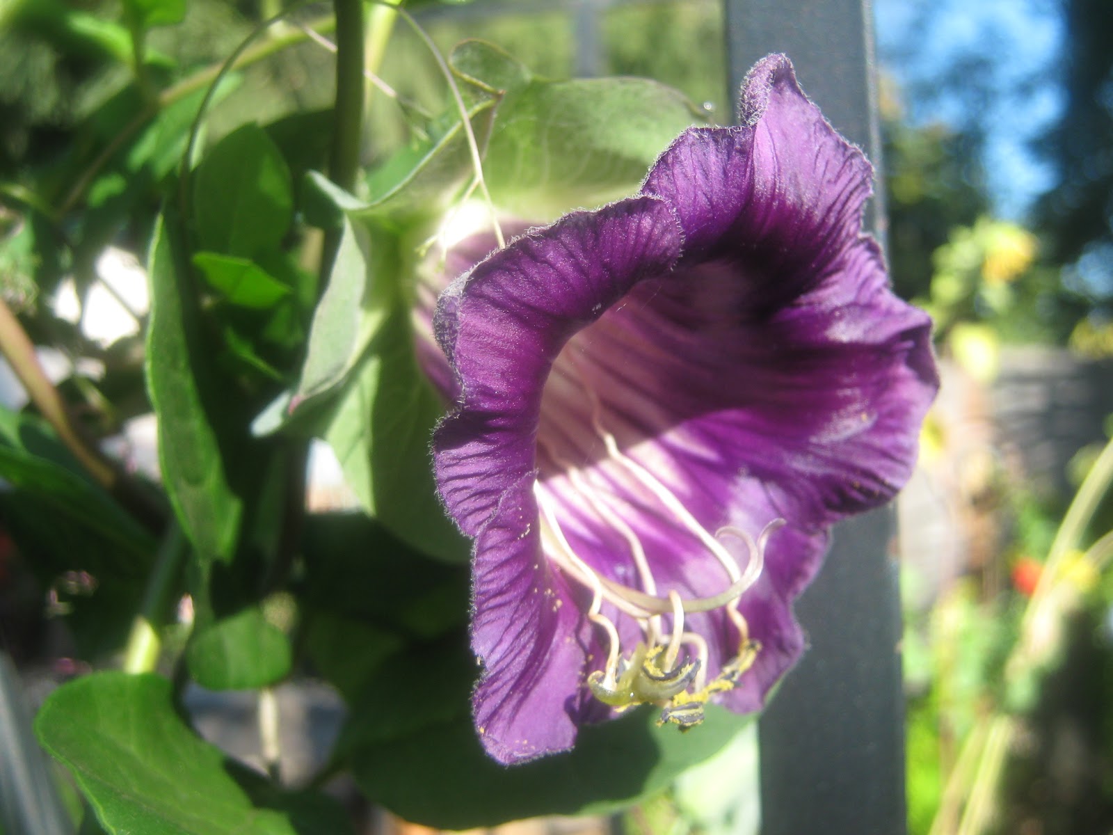 Rindy Mae Cup & Saucer Vine