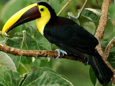 Tucán Foto del tucán de Honduras (Tucán de Swainson)
