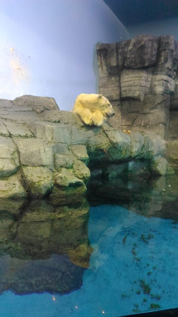 Ensuite direction l'aquarium avec un ours blanc