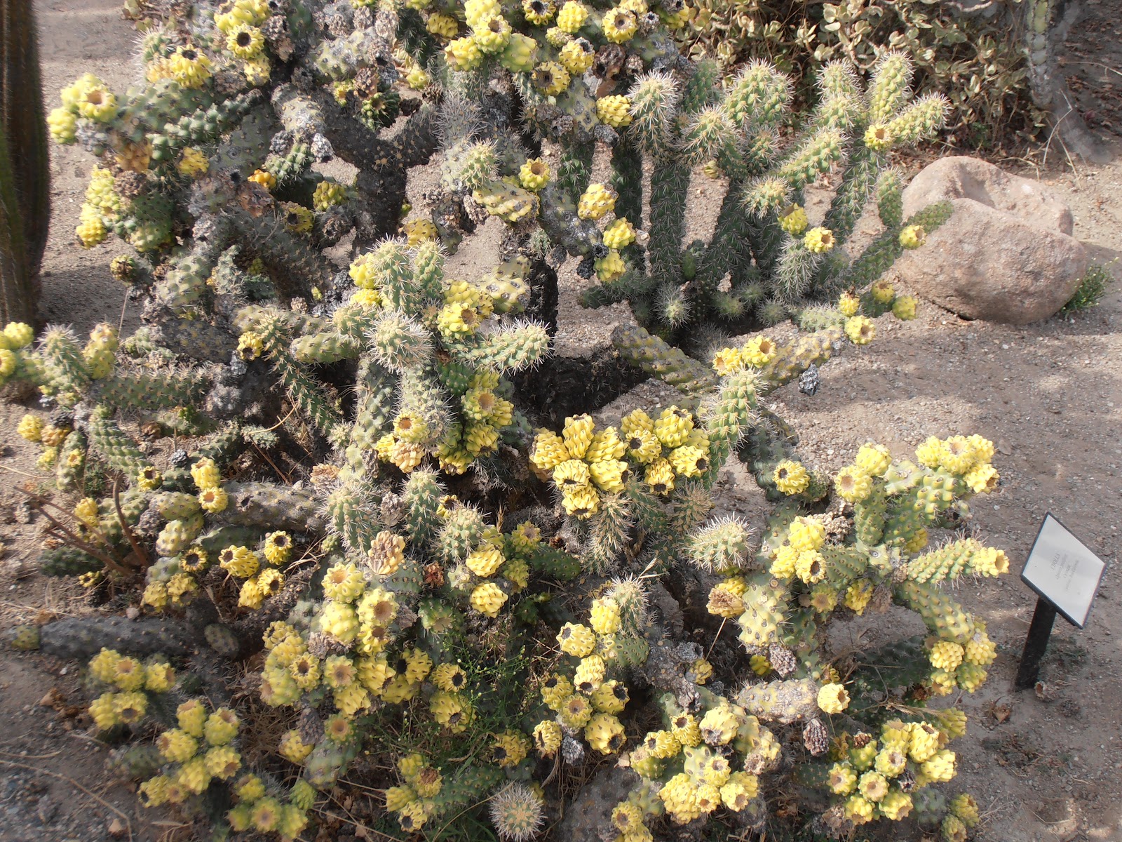A Journey into the Past Who Owned Catalina Island?